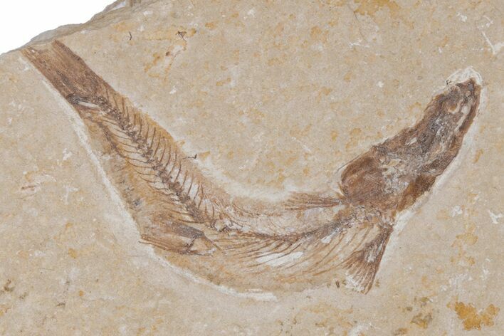 Cretaceous Fossil Fish - Lebanon #218843